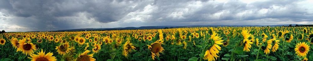Sunflowers by Peter Bako