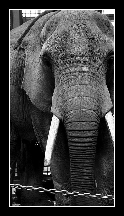 <b>In Captivity</b>*<br>by Eric Lamont