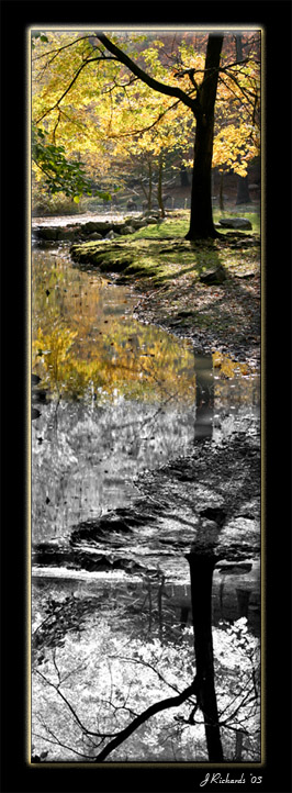 * Zoo Stream B&W Reflections by Lonnit Rysher