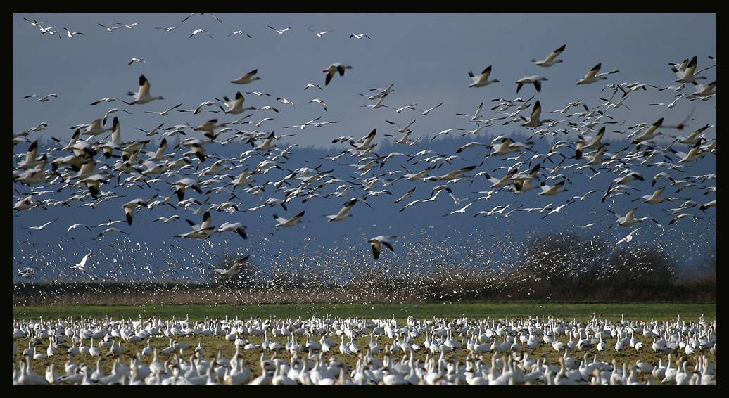 <B>Snow Geese</B><BR>*<FONT size=2>Ann Chaikin</FONT>