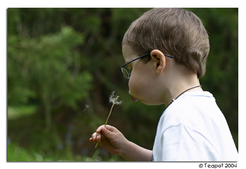 <b>Dandelion</b>*<br><i>by Teapot</i>