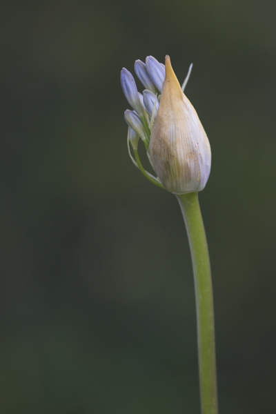 Blooming *