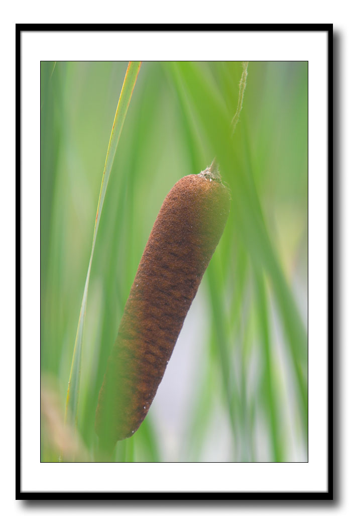 <b>Natures Corn Dog *</b><br><i>by Mike Alexander</i>
