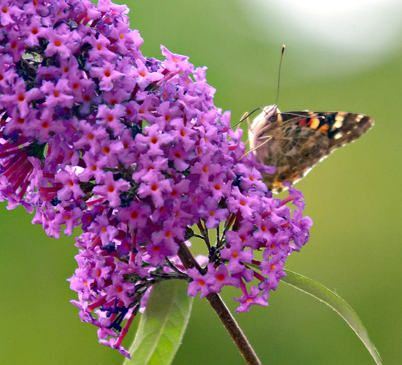 <b>Butterfly Weed</b> *