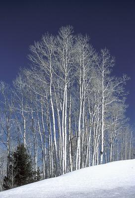 Aspen Lace