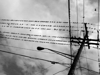 birds_on_wire