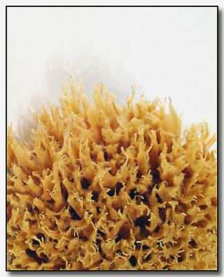 Sponge (*)