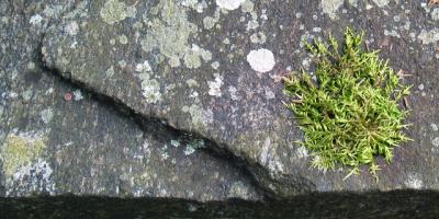 Stone*