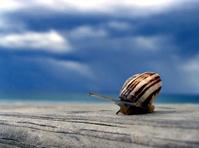 Surfin Snail (*)