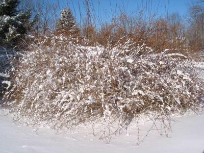 Snow.JPG