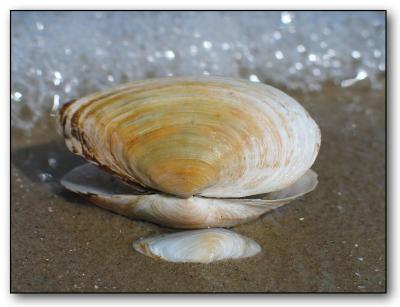 Sea Shells *