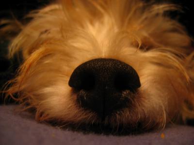 Scruffy