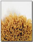 Sponge (*)