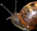 Snail ( * )