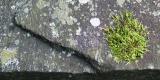Stone<br>*</br>
