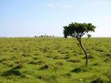 Solitude (*)