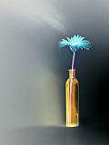 Still Life<br>by Markjay
