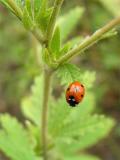 Ladybug *