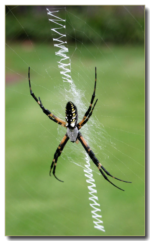 <B>Spider</b> *
