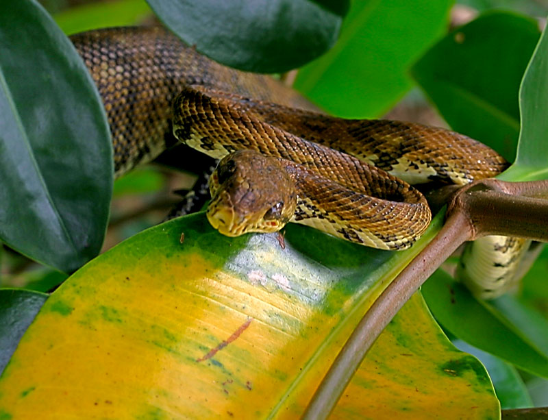 Sssssssssnake *