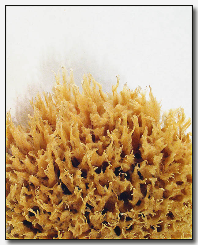 Sponge (*)