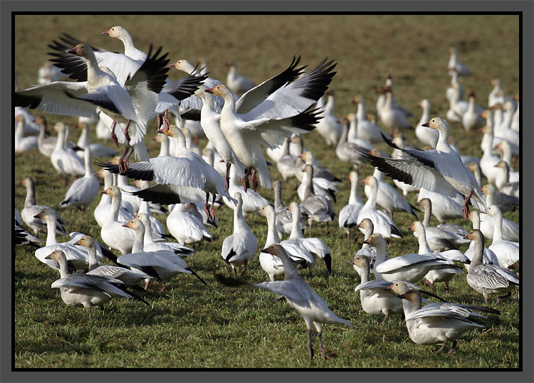 <B>Snow Geese</B> *
