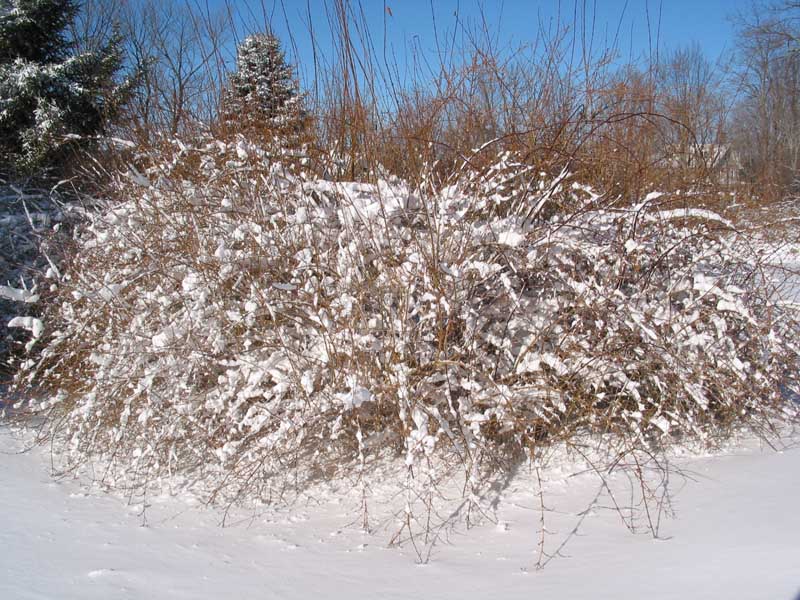 Snow.JPG