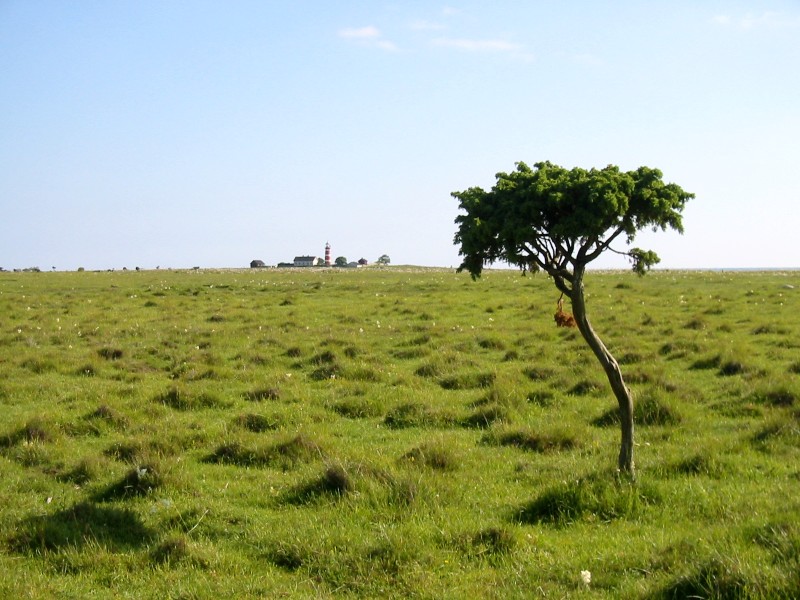 Solitude (*)