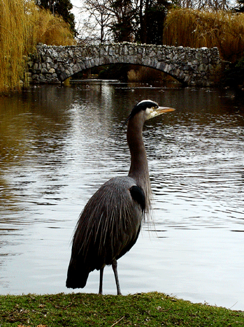 Old-Stone-Bridge