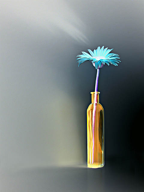 Still Life<br>by Markjay
