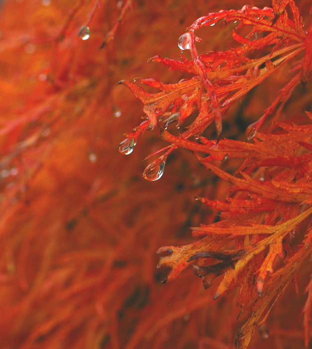 Weeping Japanese Maple *