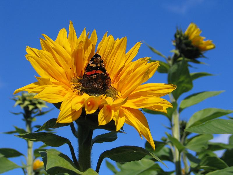 The butterfly effect...(*)