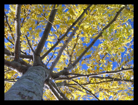 A Bugs Eye View