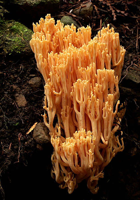 orange coral fungi