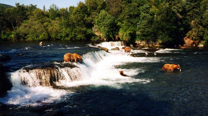 Alaskan Brown Bears