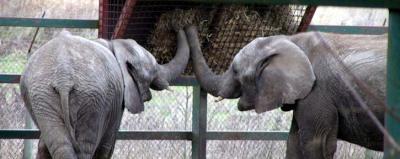 Howletts