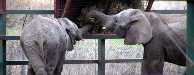 Howletts