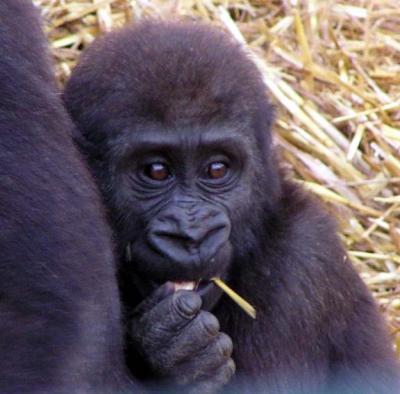 Howletts