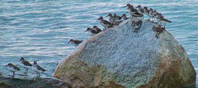Sandpipers