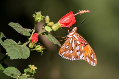 Gulf Fritillary