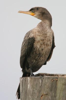 Neotropic Cormorant