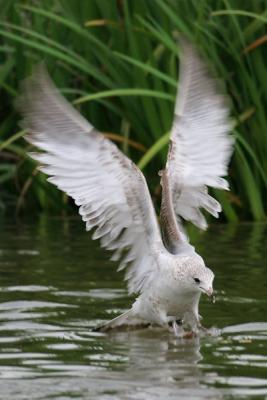 Ring-billed Gull