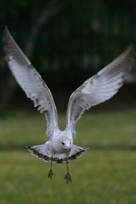 Ring-billed Gull