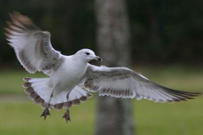 Ring-billed Gull