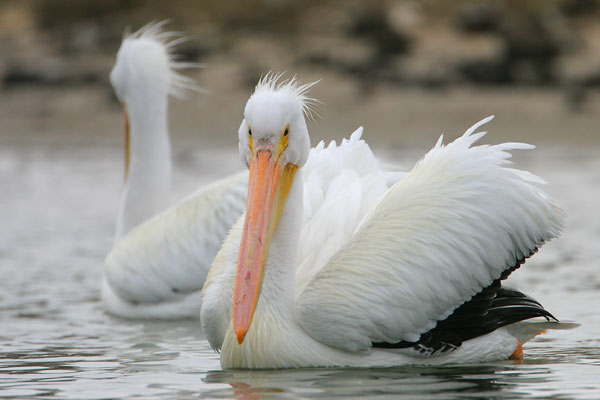 American White-Pelican