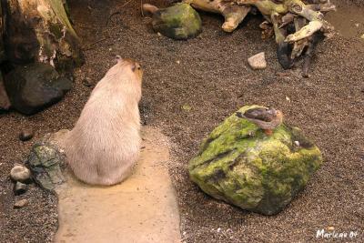 Capybara_8420.jpg