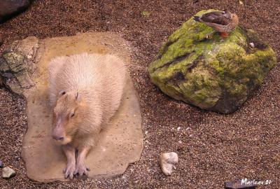 Capybara_8427.jpg