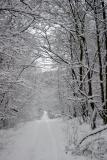 Snowy Trail