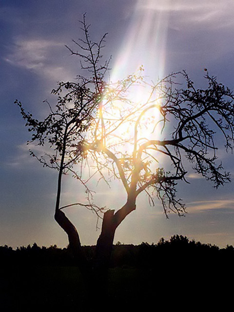 OLD APPLE TREE