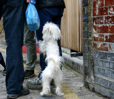 DOGGIE BAG